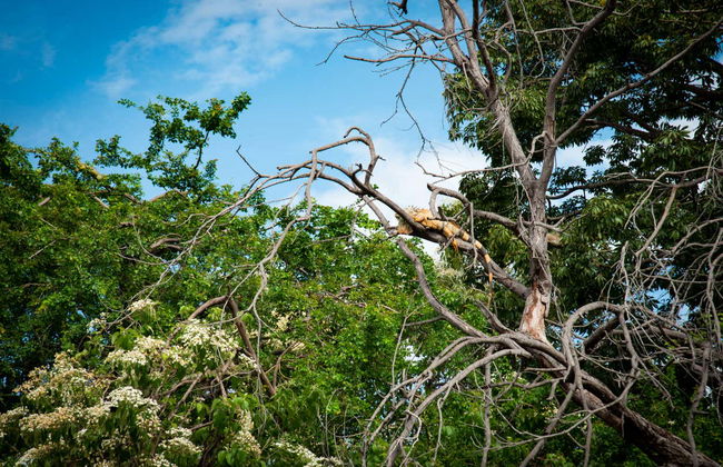 Tour por Manzanillo - Foto 5
