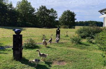 Domaine équestre de la Chênaie - Foto 30