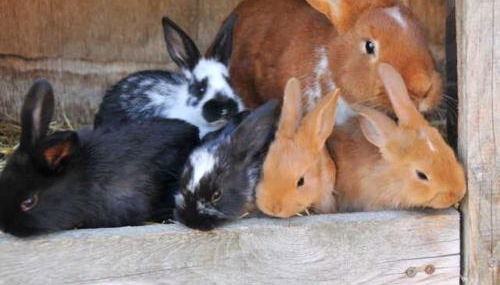Ferienwohnung Neuendorf - Foto 2