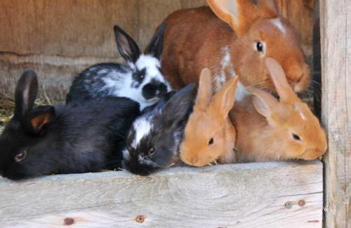 Ferienwohnung Neuendorf - Foto 4