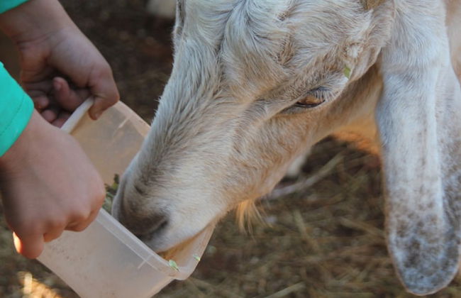 Pump Hill Farm Cottages - Photo 46