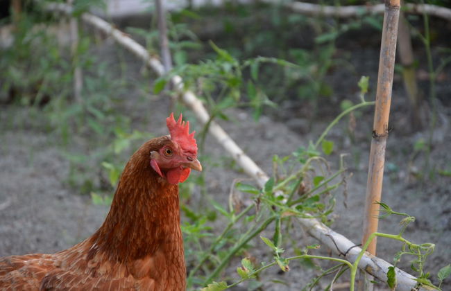 agriturismo la pergola - Foto 15