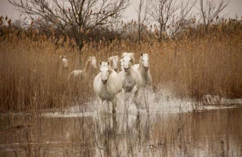 Mas Du Pont Rouge - Foto 56