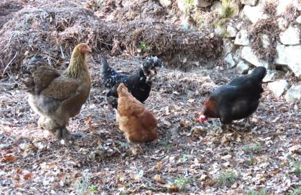 La Rose et Le Loup Gîte Éco-vintage - Foto 32