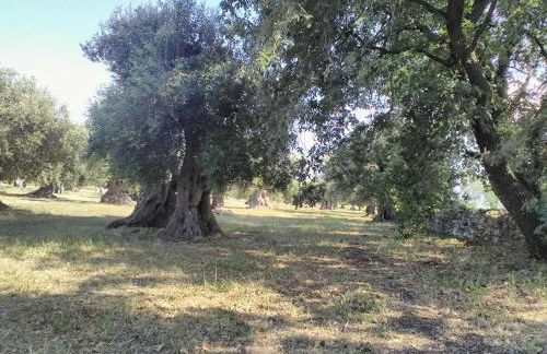 grottedisileno - Foto 22