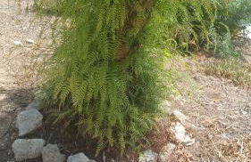 Residence Ginevra-Porto Miggiano - Foto 25