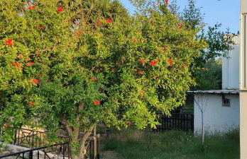 Villa Katerina - Photo 37