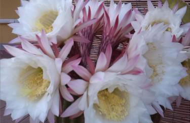 Appartamenti Claudia Rio - Foto 18