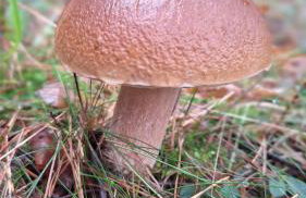 Dom Wakacyjny Kuszewo - Foto 46