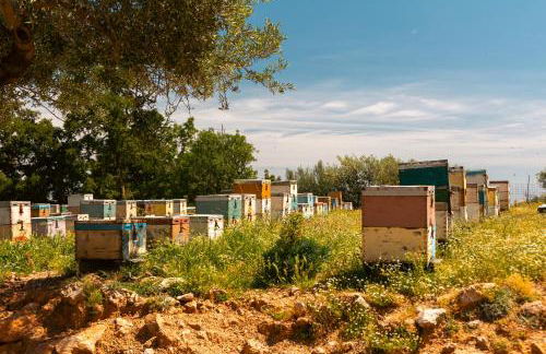 House Of Ntounias ΙΙ - Photo 29