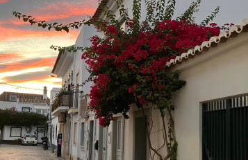 Peixe Agulha - Foto 11