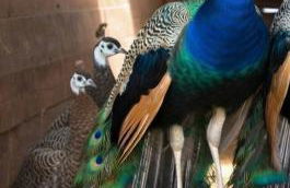 Ferienhof Broger FeWo Bergblickle mit Pool - Foto 13