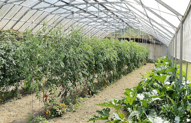 Fattoria Giunasco - Foto 45