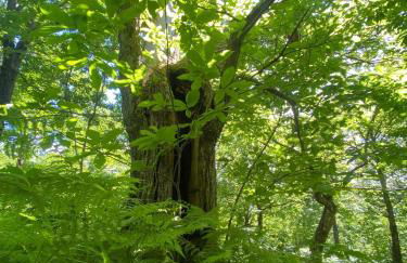 Agriturismo Il Respiro del Bosco - Foto 21