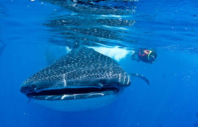 Swimming with Whale Sharks - Foto 7