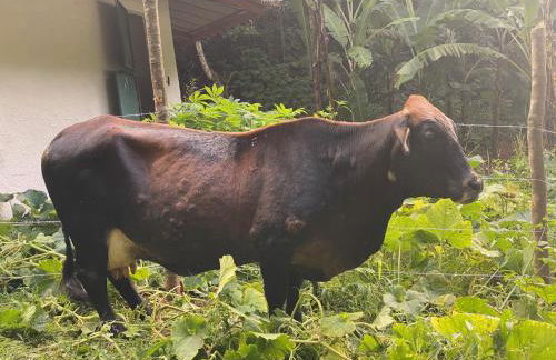 Hotel Fazenda Bonanza - Foto 42