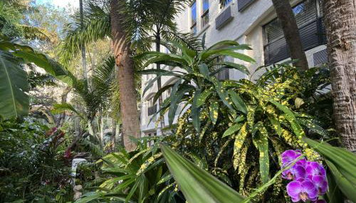 LimeGreen ORCHID - Foto 5