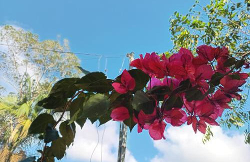 Mirante da mata - Photo 19