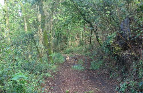 Quinta de Pindela - Natureza e Tradicao - Foto 56
