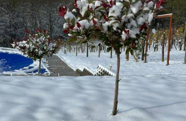 Villa Međimurka - Foto 32