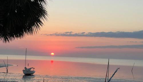 Cedar Key Turtle 132 - Photo 1