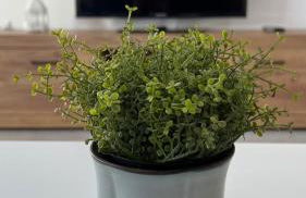 Mar azul Playa Misericordia 150 m by Key -wise - Photo 6