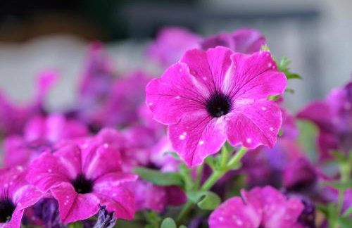 Ninai Sea Holiday Apartment 2 - Foto 18