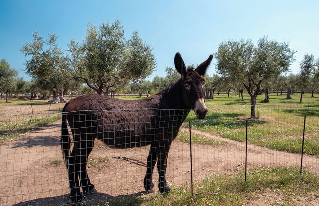 3888 Villetta tra Mari e Monti by Barbarhouse - Foto 36