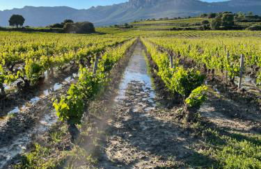 Four Bedroom Chalet with Private Pool in the Heart of Rioja Alavesa - Photo 28