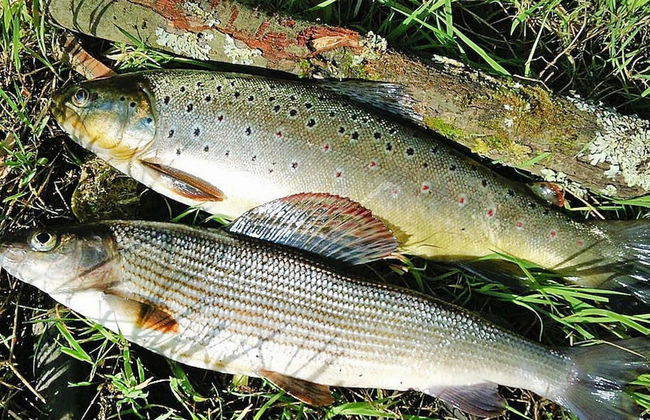 Holiday Home by Lake Rosnowskie With Boat - Photo 20