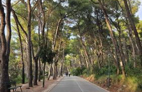 Little cherry - Photo 46