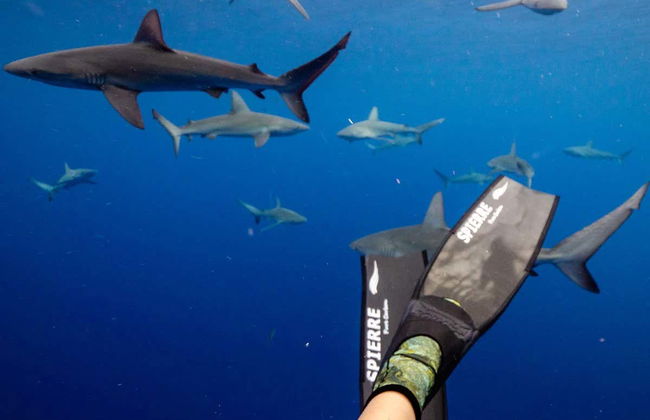 Snorkeling con squali delle Galapagos all'isola di Lord Howe - Foto 2