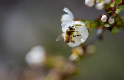 Tiny Haus 1 - Kirsche - Foto 7
