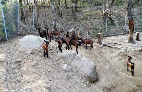 Agriturismo Paneolio - Foto 38