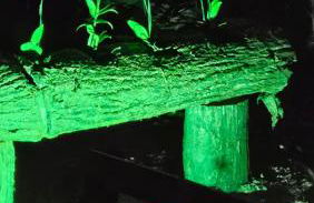 Lugar Aconchecante - Foto 20