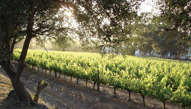 Stellenbosch Winelands - Tour de medio día - Foto 3