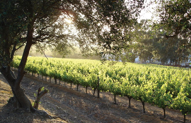 Stellenbosch Winelands - Tour de medio día - Foto 3