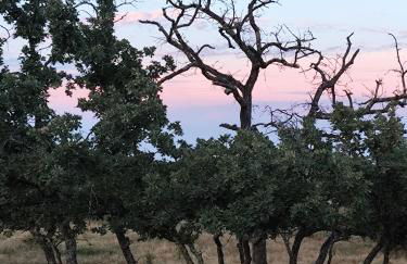 Tapada das Carvalhas - Foto 46