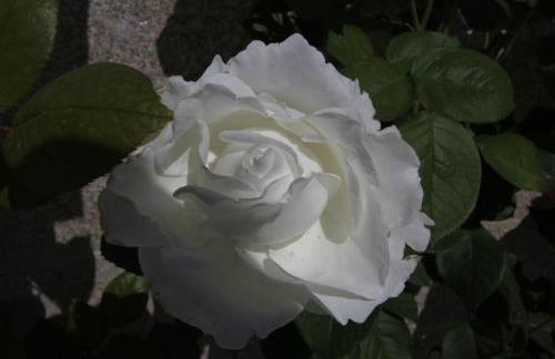 Casa de Ladreda - Foto 33