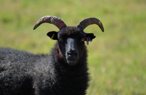 Rosemount Bothy - Highland Cottage - Foto 45