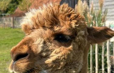 Ferienwohnung Alpakablick - inklusive Alpaka Meet & Greet an bestimmten Terminen - Foto 29