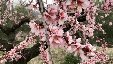 al-qandil - Foto 3, Other