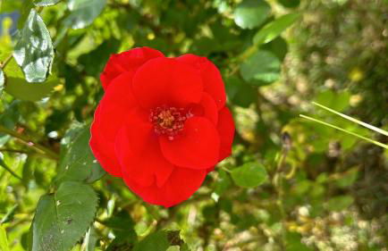 Agriturismo Giorgini - Foto 15