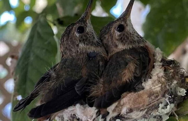 Hummingbird Haven by Avantstay Dog-friendly, Near the Beach, Huge Yard+hot Tub - Foto 61