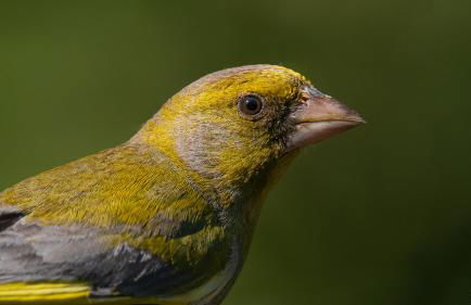 CASA RURAL REVOLCADORES - Foto 37