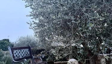 Il Rifugio dorato guest house - Foto 2, Garden