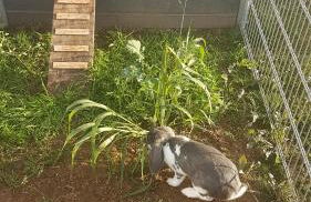 Ferienwohnung FERRUM - Foto 28