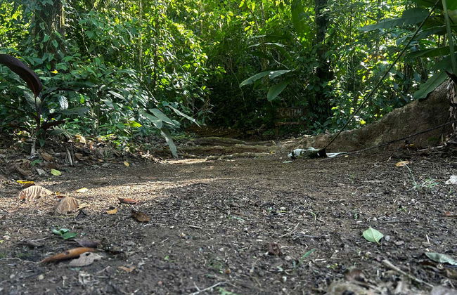 Excursión de 1 o 2 días a la finca Río Agujitas - Foto 7