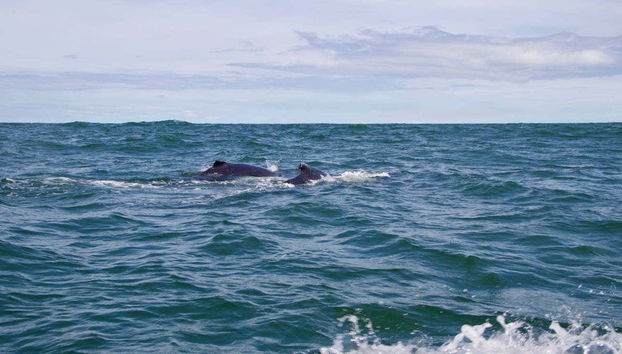 Nutoando nel pacifico