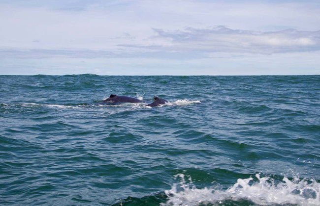 Whale Watching from Cali - Photo 4